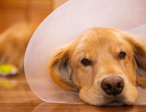 The Cost of Pet Care